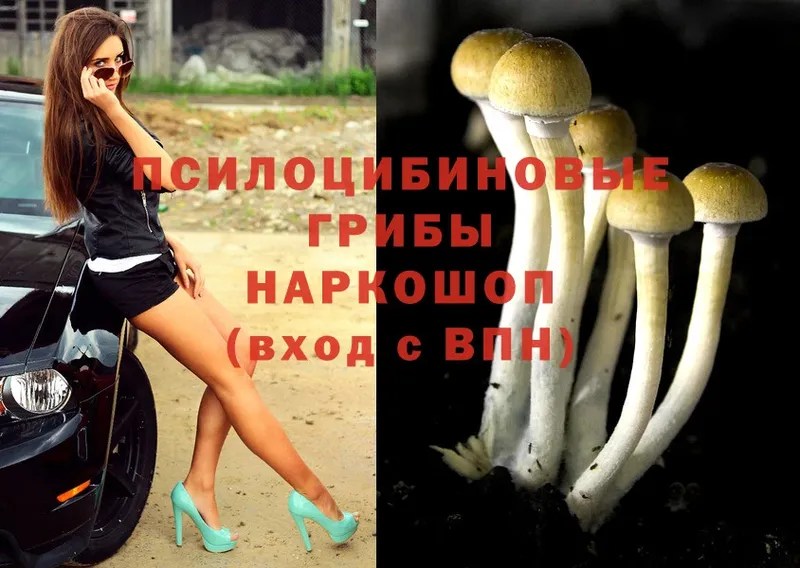 Псилоцибиновые грибы Psilocybine cubensis  цена   Беслан 